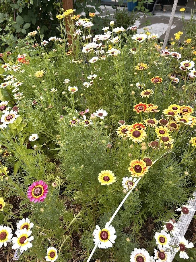 painted daisy — decker rd. seeds | Start Your Garden Today – Shop